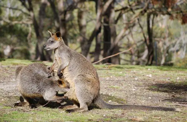 Marsupiali: Características y curiosidades - Wallabia de los pantanos