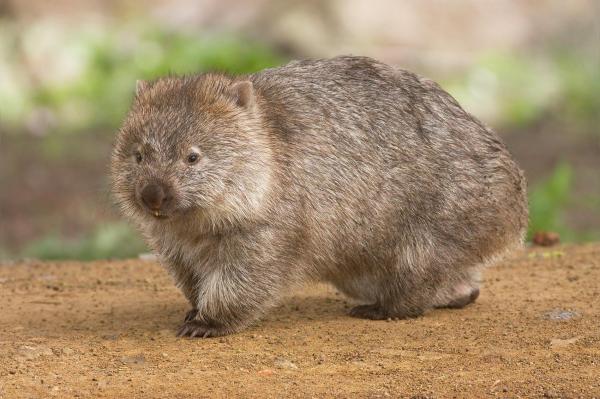 Marsupiales: Características y curiosidades - Wombat común