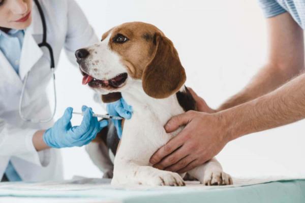 Metronidazole al perro - Dosis, uso y efectos secundarios - Cómo dar metronidazole a su perro