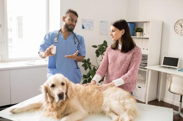 Metronidazole al perro - Dosis, uso y efectos secundarios - Precio del metronidazole para perros