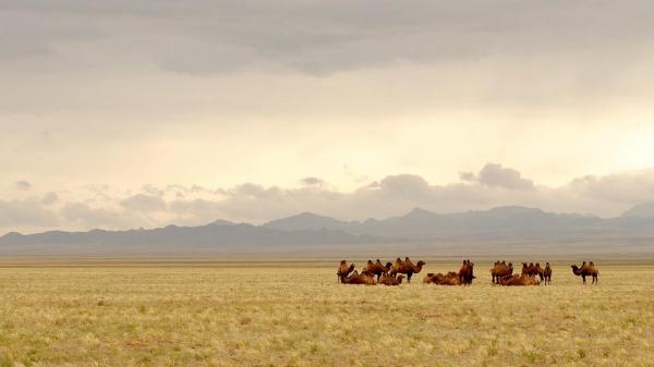 ¿Qué comen los camellos? Alimentación de los camellos - ¿Dónde viven los camellos?