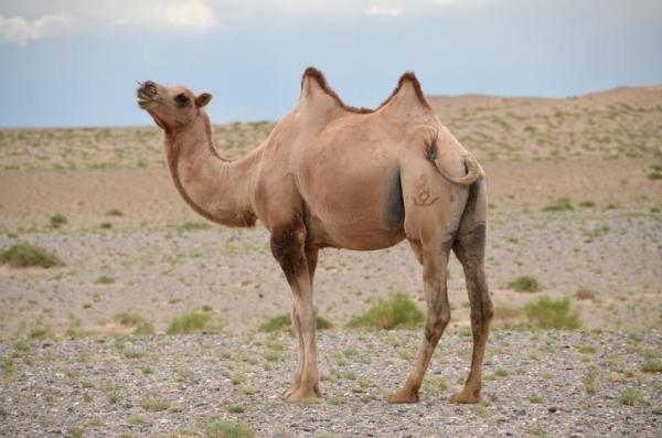 ¿Qué comen los camellos? Alimentación de los camellos - ¿Los camellos beben poca agua?