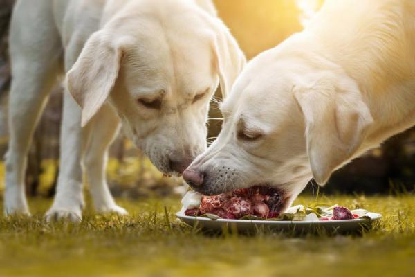 El perro: ¿omnívoro o carnívoro? - ¿Qué comen los perros?