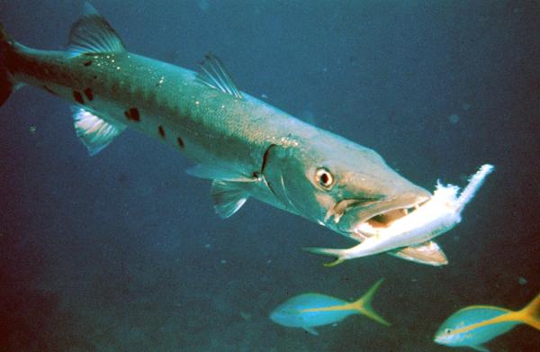 Peces carnívoros: Tipos, nombres y ejemplos - Barracuda (Sphyraena barracuda)