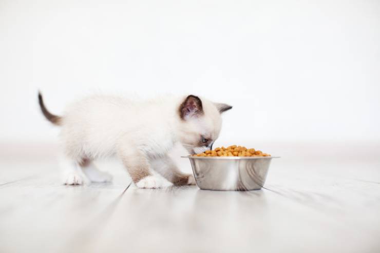 Dieta del gato: cuántas veces debe comer el gato al día