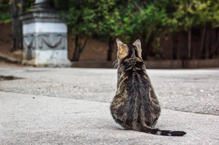 porque el gato tiene su espalda