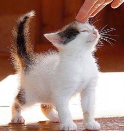 enfoque de gato
