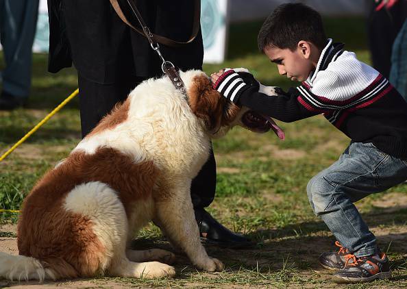 Un niño paquistaní acaricia a su perro en un "Gala de perros y mascotas" en Islamabad el 5 de abril de 2015. Los espectáculos fueron organizados por Pet Lovers Club Pakistan en colaboración con la campaña de concientización de la Fuerza Antinarcóticos (ANF) contra el uso de drogas.  AFP PHOTO / Farooq NAEEM (el crédito de la foto debe leer FAROOQ NAEEM / AFP / Getty Images)