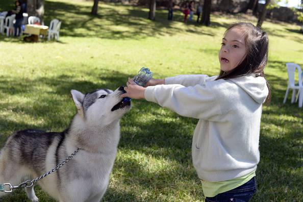 Una niña juega con un perro Husky durante una exposición canina internacional en la Ciudad de Guatemala el 25 de enero de 2015. AFP PHOTO / Johan ORDONEZ (El crédito de la foto debe leer JOHAN ORDONEZ / AFP / Getty Images)