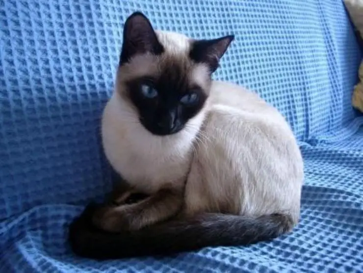 gato tailandés