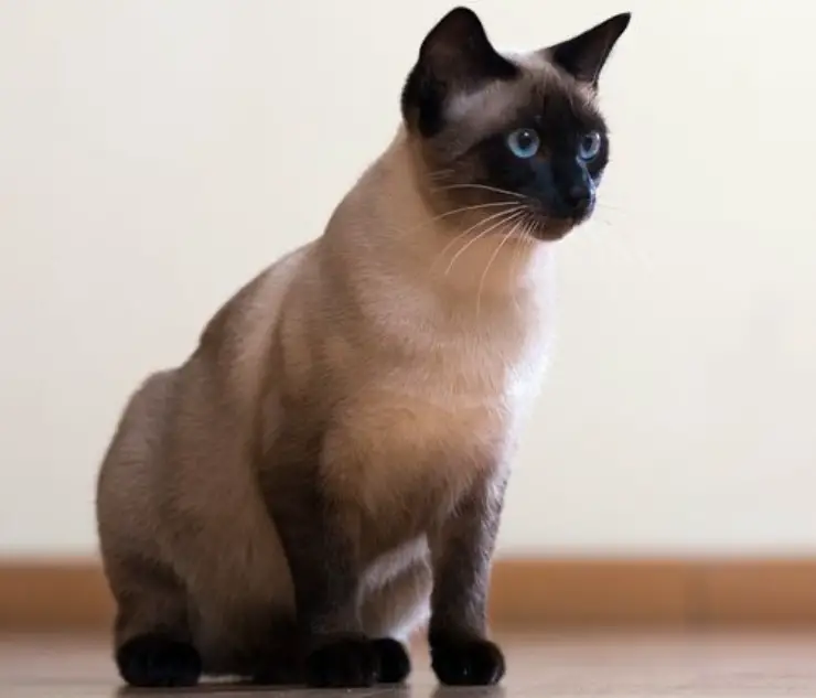 gato tailandés