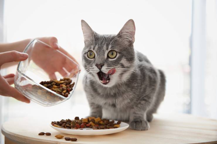 comidas para gatos