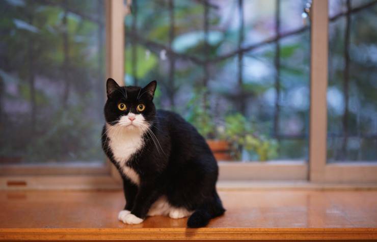 gato de dos tonos o esmoquin
