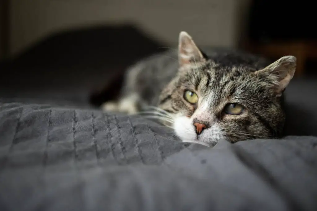 5 Enfermedades raras en gatos: que son y como reconocer los 