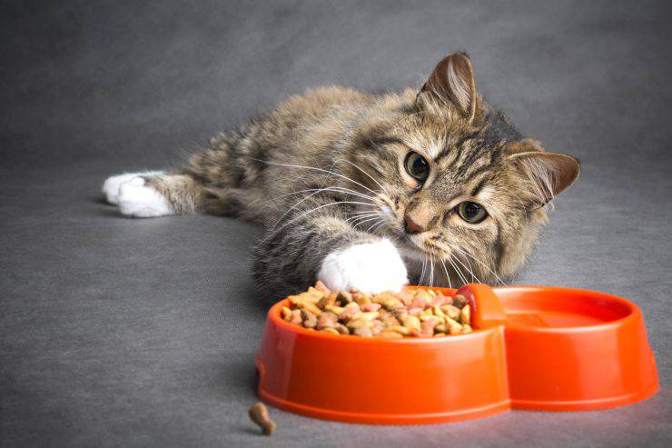 ¿Pueden los gatos comer setas?