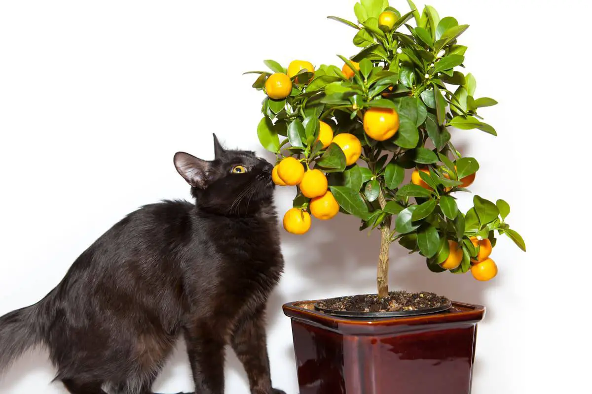 Intoxicación por limón en gatos: causas y remedios - Vida con Mascotas ▷➡️