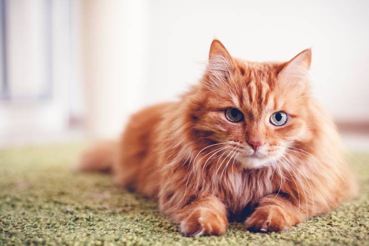 porque el gato cambia de carácter