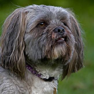 Retrato de Lhasa Apso, mascota doméstica. Originado en el Tíbet
