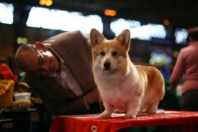Cárdigan Welsh Corgi