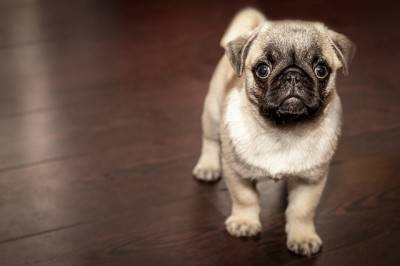 pug1