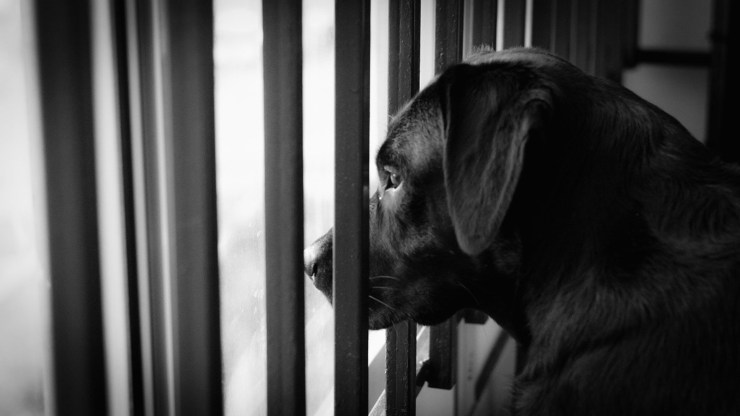 El perro en el balcón