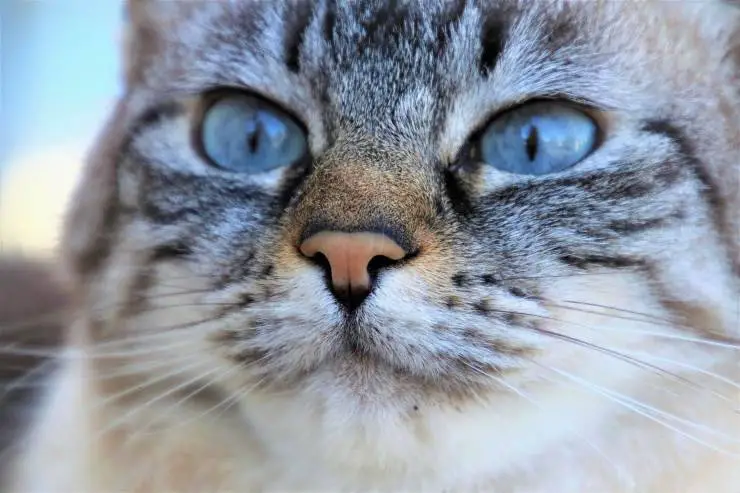 Gato
