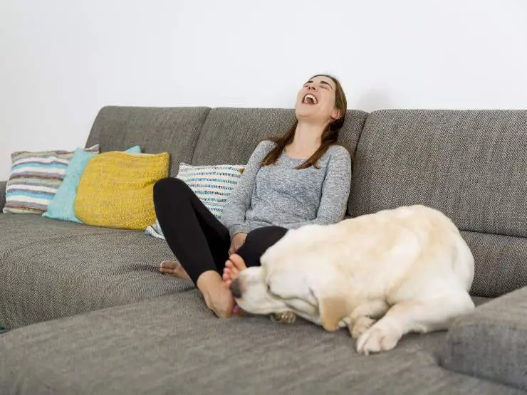 Perro de sofá