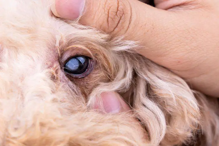 Pelo de los ojos del perro: cuando es importante cortarlos Vida con Mascotas ▷➡️
