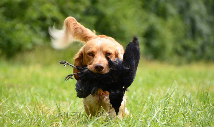 perro con presa
