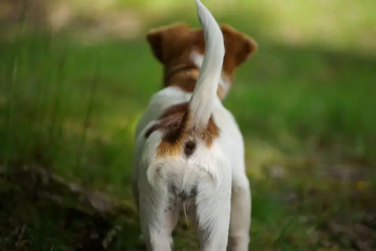 Perro