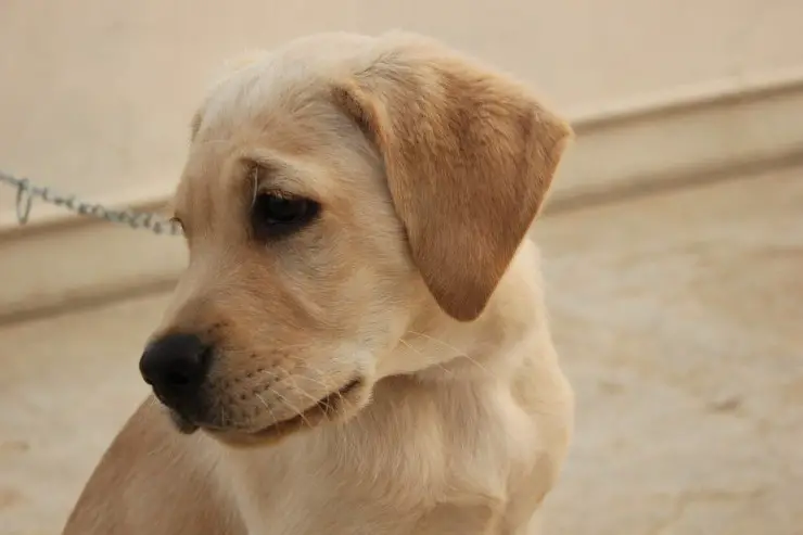 Cachorro de labrador
