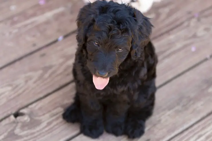 perro negro