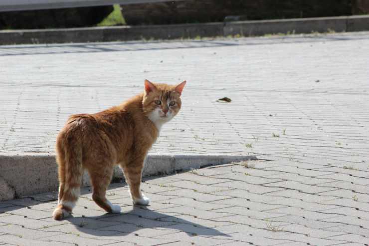 El gato de mirada pícara (Foto Pixabay)