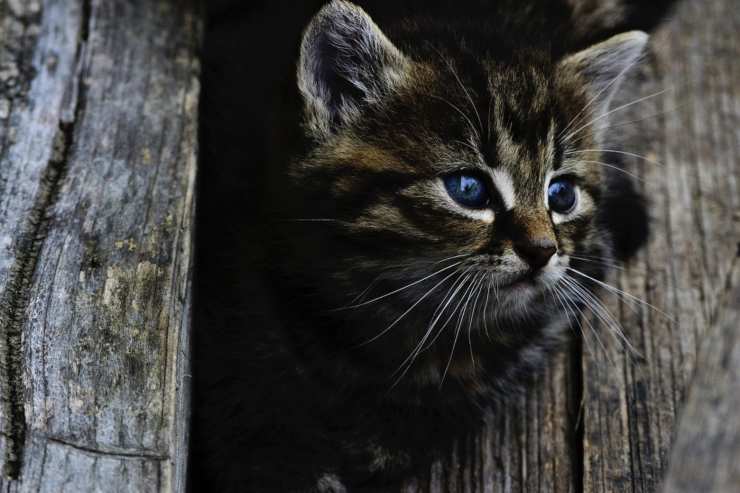 gatito
