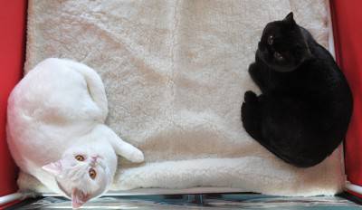 KIRGUISTÁN-CATS-FUNCIÓN