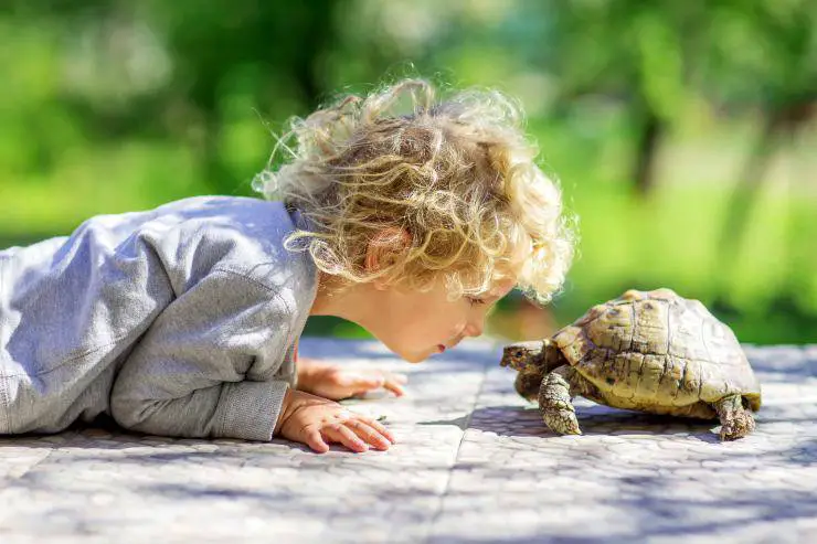¿Puede la tortuga comer pan?
