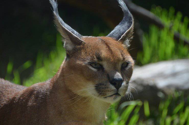 lince