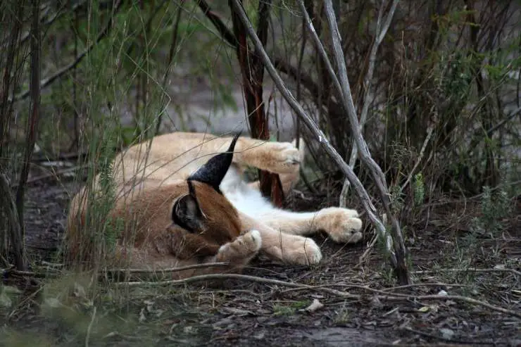 lince