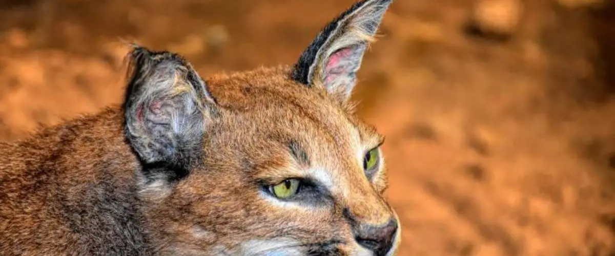 El Caracal Que Come Donde Vive Caracteristicas Y Curiosidades Vida Con Mascotas