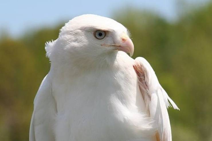 Aves de leucismo