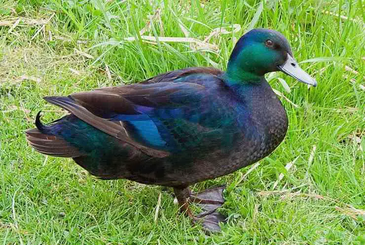 Melanismo de aves