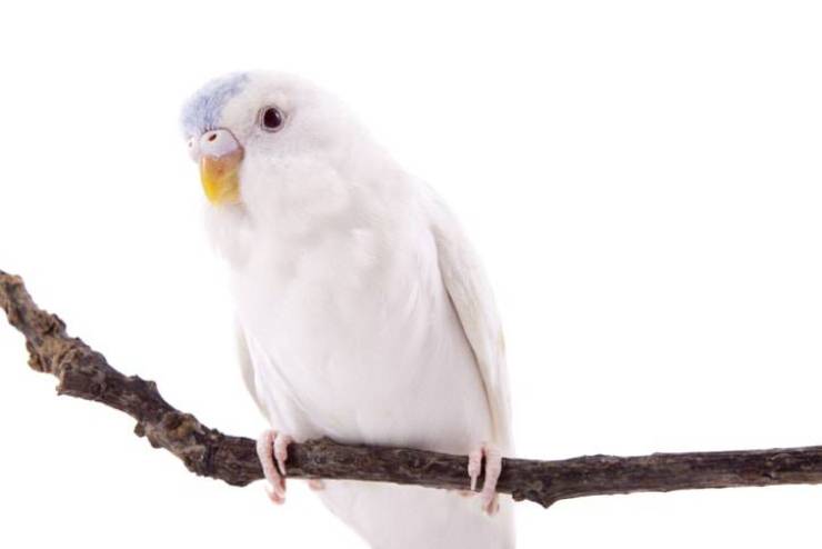 Pájaros albinos: loro (iStock Photo)