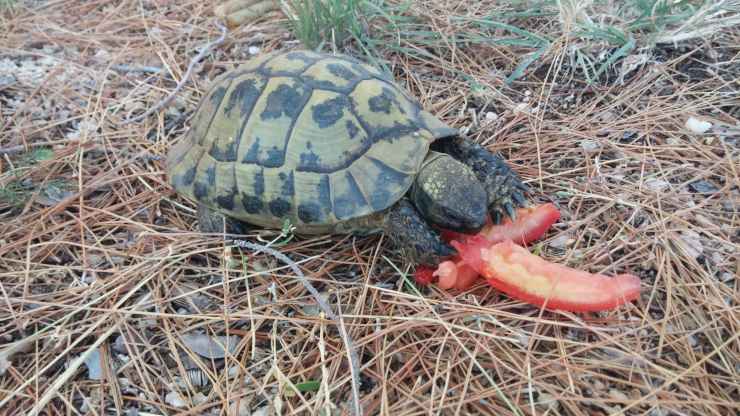 ¿Puede la tortuga comer tomate?