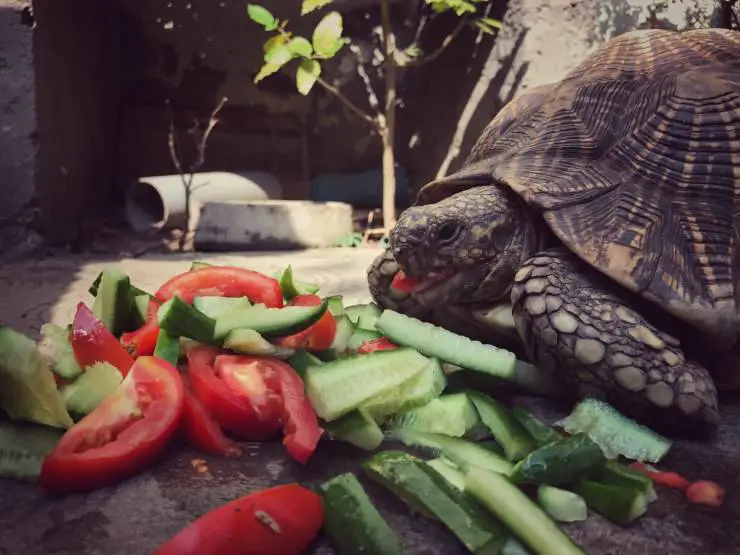 ¿Puede la tortuga comer tomate?