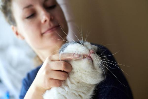 Pasta de dientes casera para gatos - Higiene oral felina
