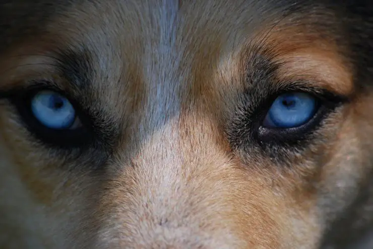 Ojos azules