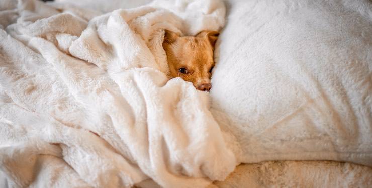 perro en la cama