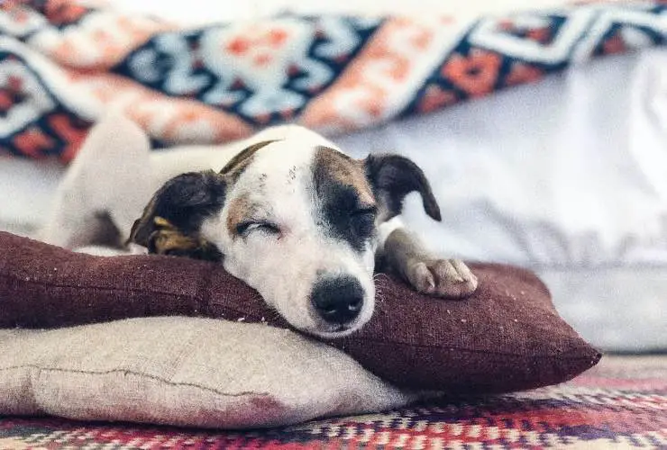 perro descansando en la caseta del perro