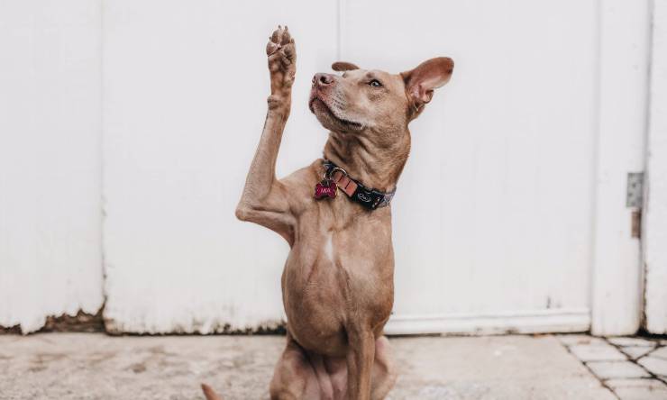 aprendizaje del perro
