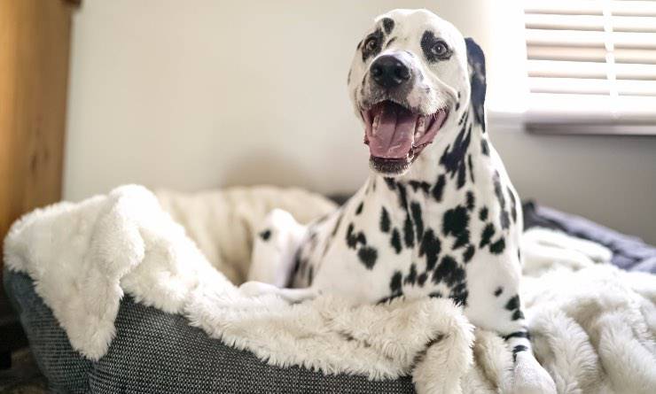 perro juguetón en su perrera